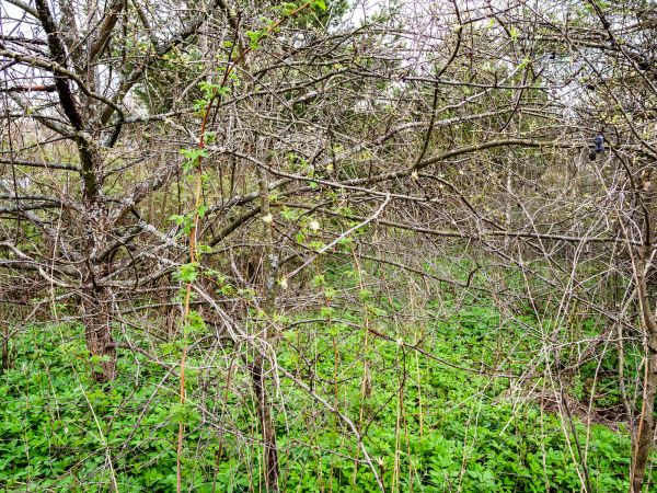 Underbrush Clearing in Provo