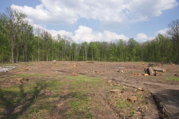 Pasture Clearing in Provo
